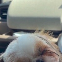 車の中で『トリミングで疲れた犬』が眠りに落ちて…ずっと見ていたい『尊すぎる光景』が64万再生「天使」「癒された」「くっつくの可愛すぎる」
