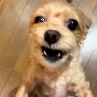 4日ぶりに犬と再会した結果→『大喜びしてくれた』と思ったら、5分おきに…想像と違う『まさかの展開』が84万再生「感情がｗ」「多重人格で草」