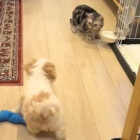 遊んでいる子犬が、突然『先住猫』の存在に気付いた結果→可愛いが渋滞している『平和な光景』が26万再生「癒される」「大好きなんだろうなあ」