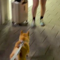 駅まで『夏休みで帰省する娘』のお迎えへ→一緒に行った犬が、姿を見た瞬間…尊すぎる『2ヶ月ぶりの再会』に絶賛「嬉しさが伝わる」「勢いすごい」
