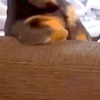 姉の家に遊びに行った結果→ソファに犬がいたので、様子を見ていると…まさかの『人間すぎる光景』に2万いいね「表情も人で草」「話聞こうかｗ」