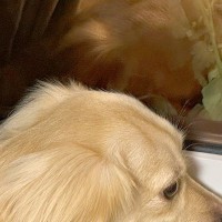 犬が『窓から外を眺めていた』ので、ふと様子を見てみたら…教えたことがない『想定外のポーズ』に1万いいね「モデルさんみたい」「可愛すぎる」