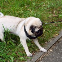 「頑固？拒否？わがまま？」散歩で犬が止まる理由を獣医師が解説