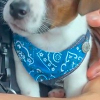 散歩中、偶然『飼い主と死別した子犬』と出会った結果→いてもたってもいられなくなり…奇跡的な『出会いの物語』が30万再生「運命ですね」