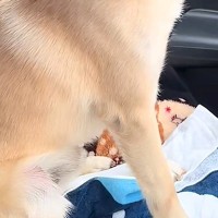車の助手席に座る犬に『今日は病院行くで』と言った結果→わかりやす過ぎる『怖がり方と表情』が42万再生「バンビ状態ｗ」「抱きしめたい」