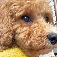 雨の日、抱っこでお出かけする犬→傘を差していると、いつも必ず…まさかの『優しすぎるお手伝い』に1万いいね「なんて愛らしい」「おてて最高」
