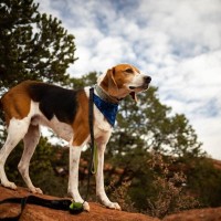 【獣医師監修】アメリカン・フォックスハウンドってどんな犬種？特徴と性格や飼い方・価格相場まで解説