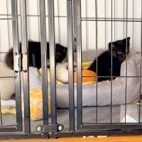 『川に捨てられていた子猫』を発見した犬→連れて帰ると、母性が爆発して…まるで『本当の母のような光景』に4万いいね「優しい」「心温まる」
