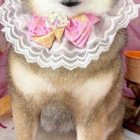 トリミングサロンで写真を撮ってもらった犬→確認すると、緊張していて…人の子供のような『表情』に絶賛「可愛くて声出た」「本当に同じ犬？ｗ」