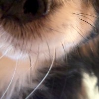 『犬のベッドで寝落ちした』結果→気付いたら朝になっていて…『目が覚めた瞬間の光景』に5万いいね「朝まで起こさなかったの優しい」「可愛い」