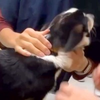 小さなころから病院へ行くことが多かった犬→もはや『遊ぶ場所』だと思っていて…まさかの『注射の光景』に絶賛「可愛すぎるｗ」「本当に楽しそう」