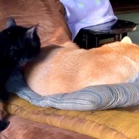 座椅子でお昼寝している犬→猫が『ちょっと通るにゃ』とやってきて、背中を…まさかの行動が104万再生「結構ガッツリで草」「慣れてて笑うｗ」