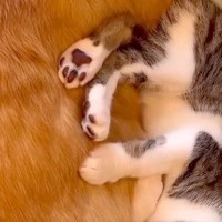 子猫が『犬に育てられた』結果→完全に心を許していて…まるで本当の親子のような『尊すぎる寝姿』に悶絶「すごく可愛い」「安心なんでしょうね」