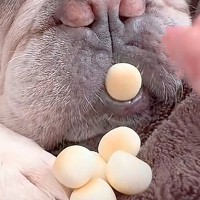 寝ている犬の前に『おやつを置いてみた』結果→起きないので『口の中』に入れると…まさかの表情と気付いた瞬間が49万再生「笑わずに見れないｗ」