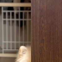 犬とケンカをした結果→なぜか『隣の部屋の扉』から…許すしかない『ズルすぎる光景』に1万いいね「仲直りしたいのかなｗ」「可愛すぎて笑う」