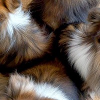 雷が鳴る日、危険を察知した5頭の犬→警戒レベルMAXに達して…まさかの『布陣を組む光景』に絶賛「全方位警戒」「小さくなって埋もれたい」