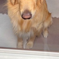 留守番をした大型犬→窓の外から様子を見てみると、表情が…あまりにもわかりやすい『ブチギレ顔』が39万表示「すんごい吊り目ｗ」「初めて見た」