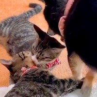 なかなか寝ない2匹の子猫→なぜか犬が『本当の母親』のように…あまりにも尊い『寝かしつけ』が19万再生「種を超えた愛情」「可愛いが大渋滞」