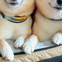 車に乗る2匹の犬→『これからお出かけだよ』と伝えた結果…気付いた瞬間の『尊すぎる表情』が107万再生「お顔が輝いてる」「すごい嬉しそう」