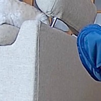 数日間、実家に犬を預けた結果→『ちゃんと生活できてるかな』と心配でカメラで覗くと…思っていたのと違う光景が31万再生「可愛い」「癒された」