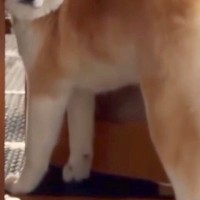 朝ごはんの時間になった秋田犬→ちょうど『飼い主の外出』と被ってしまい…ドアの隙間で見せた『葛藤の表情』が31万再生「困ってて可愛いｗ」