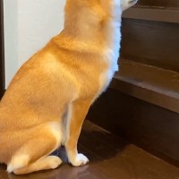 朝、なかなか起きてこないパパ→階段の下で1時間『犬が待ち続けて』…忠犬すぎる『尊い光景』に反響「なんて健気でかわいいの」「羨ましい」