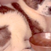 人慣れしていない『野犬の子犬』を飼った結果→『怯えた表情』をしていたものの、半月後…想像以上の変化に「幸せでなにより」「喜び溢れてる」