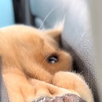 車の後部座席から『フガフガと音が聞こえるな』と思い、ふと振り向いた結果→大型犬が…『まさかの表情』に爆笑「歯並びｗｗ」「たまらん可愛い」