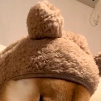 犬が小さい頃に着ていた服を『成長後に着せてみた』結果、サイズが全く合わず…まさかの『ブチギレの表情』が115万再生「静かに怒るの草」