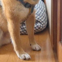 自宅のトイレが壊れ『修理業者を呼んだ』結果→犬が『ちゃんとやっているか』と見つめて…仕事にならない光景に反響「見張り番ｗ」「相当な圧」