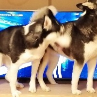 テレビを見ていたら大型犬が邪魔するので『どいて』とお願いした結果→思っていたのと違う光景に4万いいね「間違ってはいないｗｗ」「笑った」