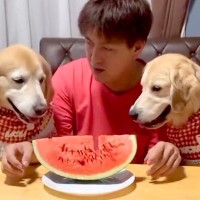 スイカを目の前にした『2匹の大型犬と男性』→何をするのかと思ったら…まさかの『可愛すぎる食べ方』に反響「夢すぎる」「上手に食べてる」