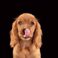 犬に絶対与えてはいけない『秋の味覚』3選　誤って食べてしまった場合、命に関わることも…