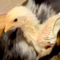 ヒヨコを『自分の子ども』と思っている犬→他の犬が触ろうとすると…種族の壁を超えた『まさかの光景』が13万再生「完璧に母だね」「涙が出る」