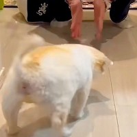 『見えないけど、わかるよ』シニア期になり、目が見えなくなった老犬→お兄ちゃんが家に来たら…思わず涙が出る光景が125万再生「泣いた…」