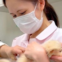 病院に注射を打ちに来た赤ちゃん犬→『怖がらないように』と、女医さんたちが…思った以上の光景が107万再生「全員可愛いｗ」「安心感すごい」