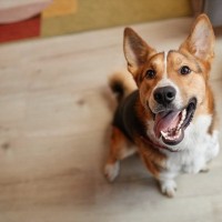 犬は『飼い主の休日』がわかる？どうやって認識しているの？判断する方法まで解説