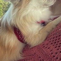 『ママとおばあちゃんに抱っこされる犬』を比較→まるで『赤ちゃん』のように…サイズ感が違う光景に反響「完全に赤ちゃん」「どっちも可愛い」