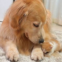 保護子猫が行方不明に→お世話をしていた大型犬が、心配で探して…見つかった瞬間の『尊すぎる光景』が38万再生「母性爆発してる」「優しい世界」