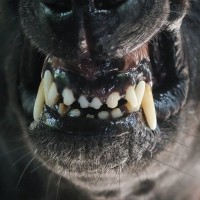 犬が飼い主に向かって『唸る』理由3つ　反抗的な態度をみせるのはなぜ？適切なしつけまで