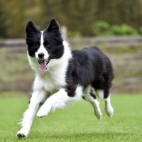 『たくさん散歩が必要』な犬種5選　運動量が多いワンコの特徴や満足させるための工夫まで