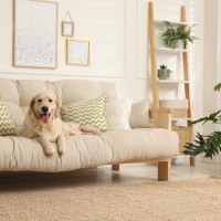 犬が『ソファの上に乗る』心理5選　体への負担や登らせないようにする方法まで