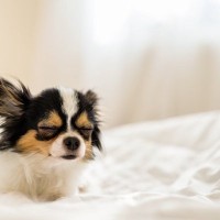 犬が『目を細める』6つの理由　病気の可能性は？受診が必要な状態まで解説