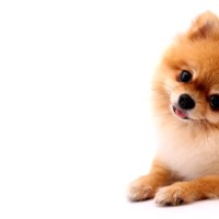 犬が『わざと可愛い行動』をみせる理由5つ　あざとい仕草をする心理や飼い主がすべき対応まで