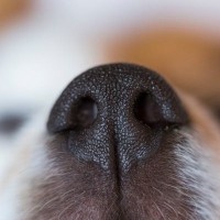犬が飼い主の『おしりのニオイを嗅ぐ』理由4選　どんな意味があるの？やめてほしい場合の対処法まで