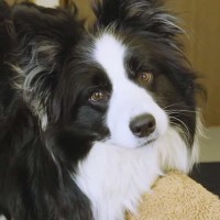 犬と一緒にお昼寝しようとしたら、『遊びたい！』と駄々をこねて…まるで5歳児のような光景に反響「可愛すぎ」「ボーダーコリーは人間説濃厚w」