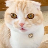 話しかけてきた猫を無視した結果→事態を察した『大型犬』が近づいて…まさかの光景が43万再生「言いたいことがわかるんだ」「いつでも味方」