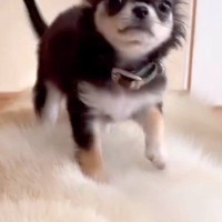 『生後100日の極小赤ちゃん犬』が先輩の大型犬に乗った結果→『怒るかな』と思ったら…あまりにも尊い光景が102万再生「マット扱いで草」