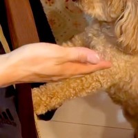 犬を飼うことに反対する『猫派の夫』→子犬をお迎えし、一緒に生活を始めた結果…まさかの『現在の光景』に反響「わかるｗｗ」「可愛いは正義」