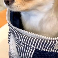 『お出かけ行くよ』と犬に伝え、病院へ向かった結果→騙されたことに気付いて…子どものような『絶望の表情』に反響「頑張ったね」「最後ｗ」